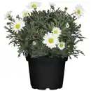 Bild 1 von Strauchmargerite frutescens Argyranthemum