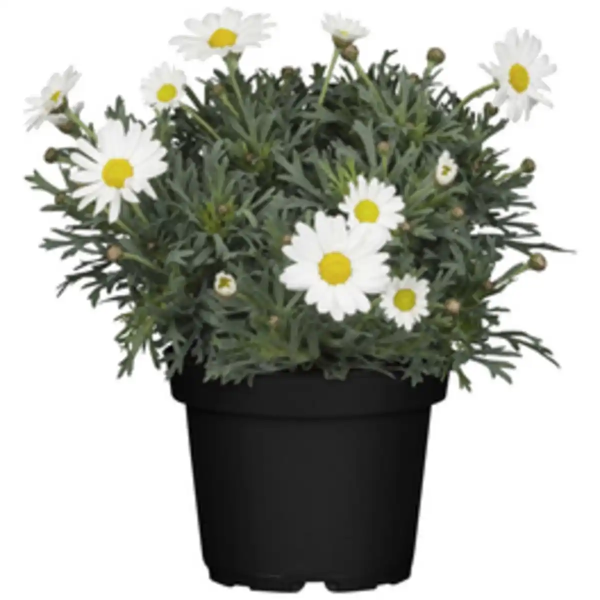 Bild 1 von Strauchmargerite frutescens Argyranthemum