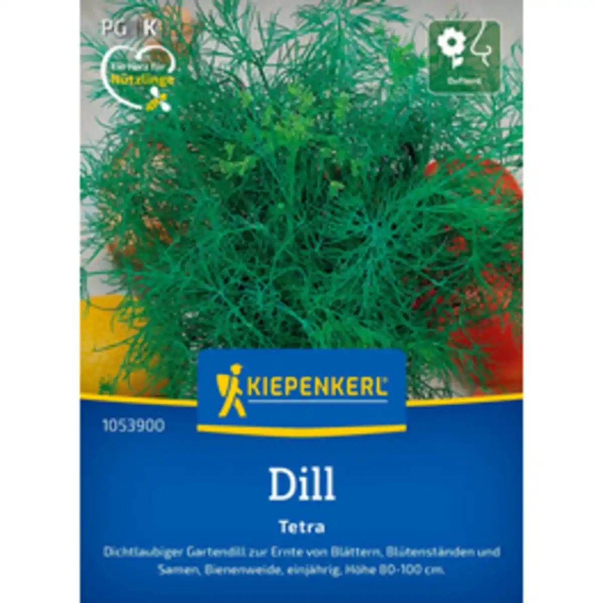 Bild 1 von Kiepenkerl Dill Anethum Anethum graveolens »Tetra«, einjährig