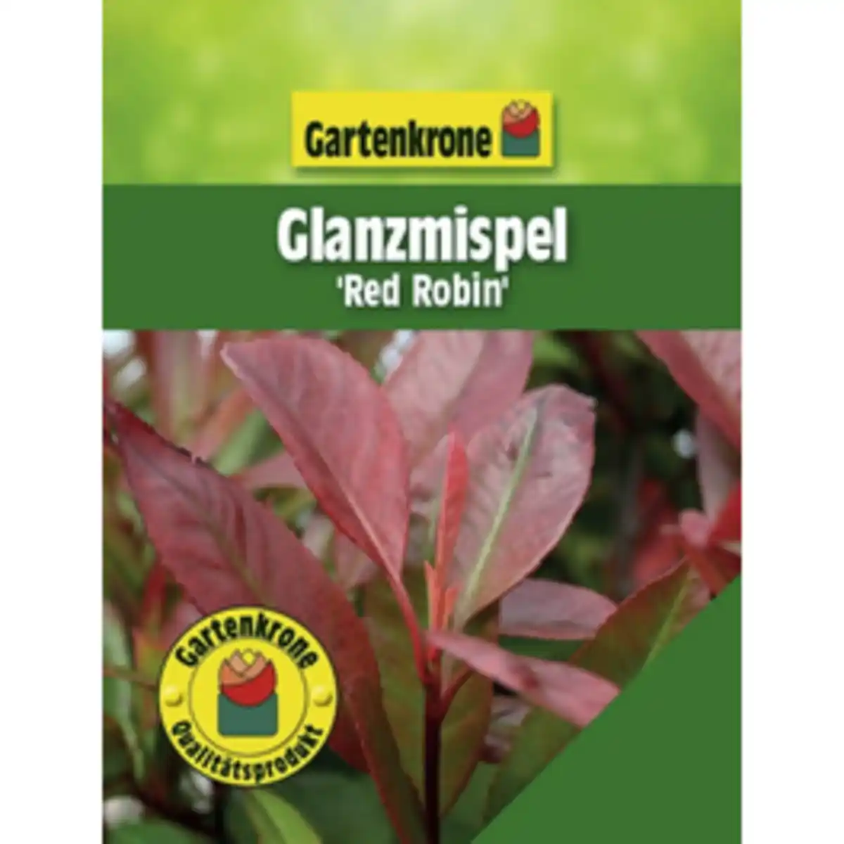 Bild 1 von Gartenkrone Glanzmispel, Photinia fraseri »Red Robin«, weiß, winterhart