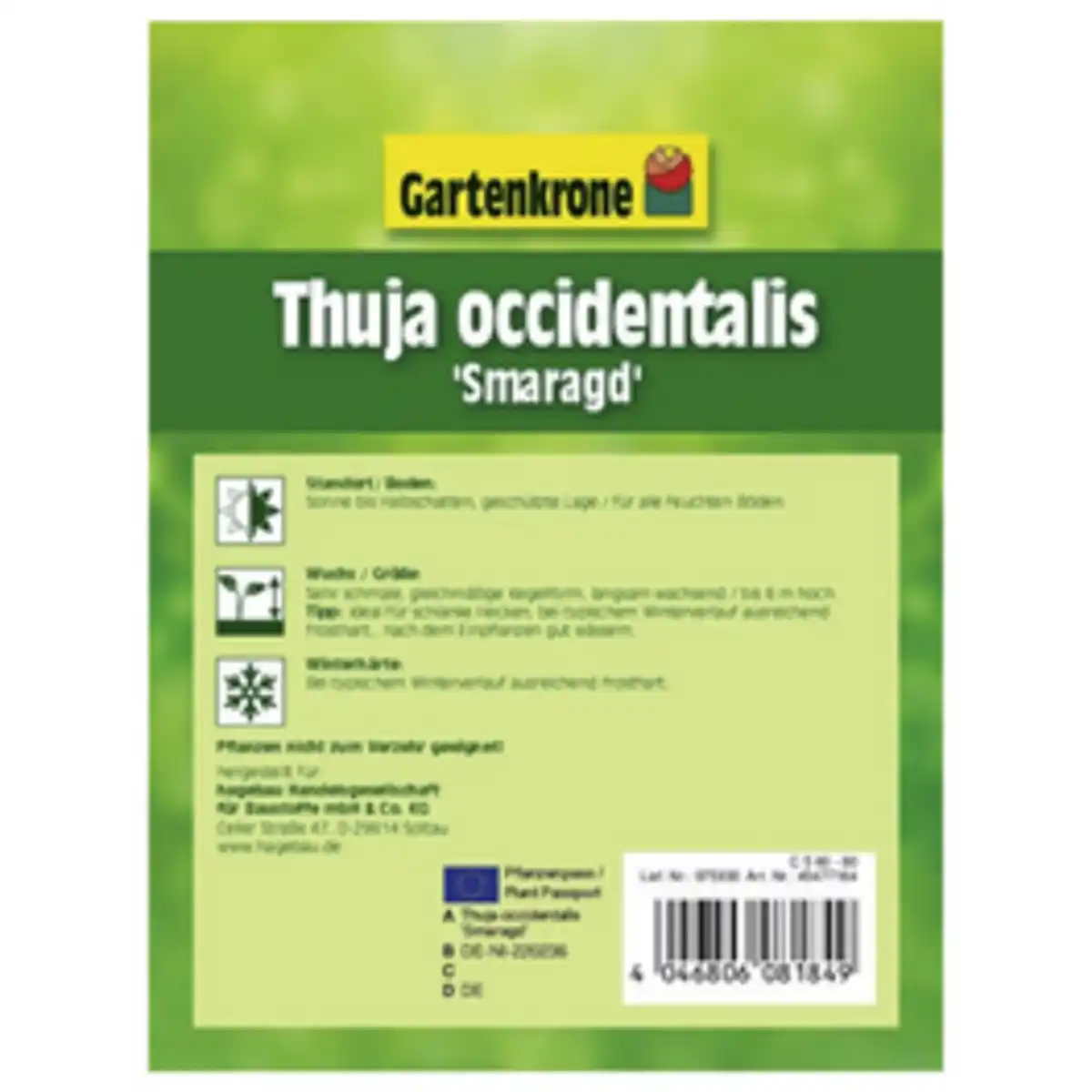 Bild 2 von Gartenkrone Lebensbaum, Thuja occidentalis »Smaragd«, winterhart