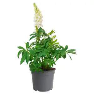 GARDENLINE Stauden im Potcover, Lupine