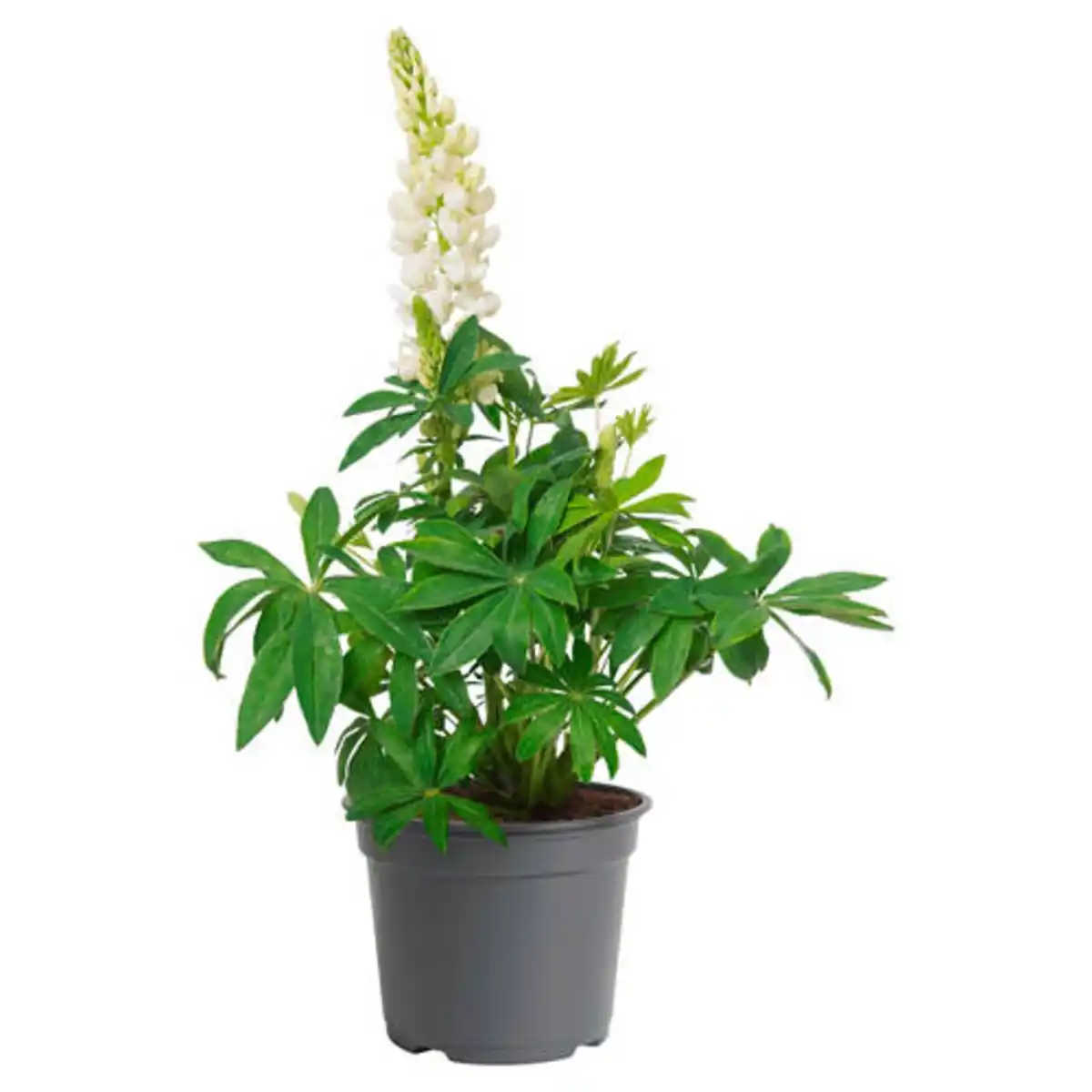Bild 1 von GARDENLINE Stauden im Potcover, Lupine