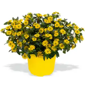 Ampelpflanze, mehrfarbig, ⌀ Topf: 25 cm