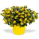 Bild 1 von Ampelpflanze, mehrfarbig, ⌀ Topf: 25 cm