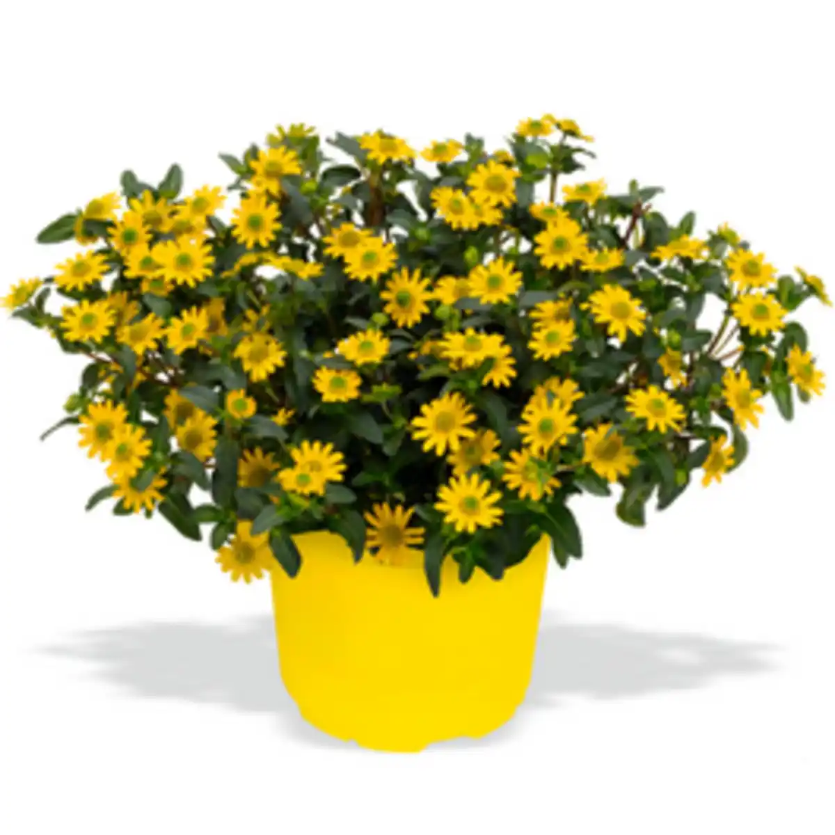 Bild 1 von Ampelpflanze, mehrfarbig, ⌀ Topf: 25 cm