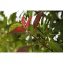 Bild 4 von Gartenkrone Glanzmispel, Photinia fraseri »Red Robin«, weiß, winterhart
