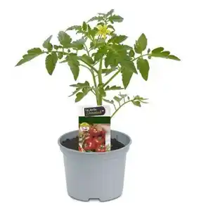 Harzfeuertomate 10,5 cm Topf
