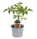 Bild 1 von Harzfeuertomate 10,5 cm Topf