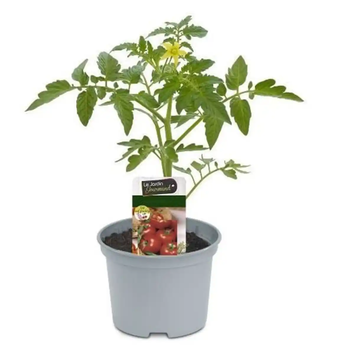 Bild 1 von Harzfeuertomate 10,5 cm Topf