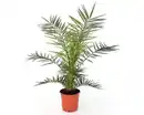 Bild 1 von Dattelpalme Phoenix Canariensis H ca. 80-90 cm 20 cm Topf
