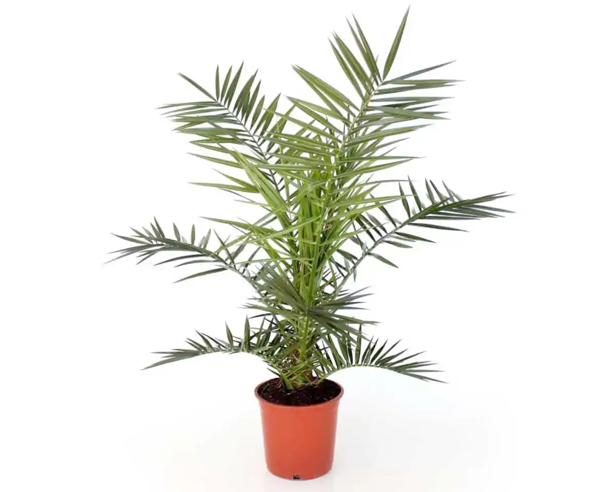 Bild 1 von Dattelpalme Phoenix Canariensis H ca. 80-90 cm 20 cm Topf