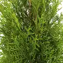Bild 4 von Gartenkrone Lebensbaum, Thuja occidentalis »Smaragd«, winterhart