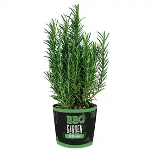 GARDENLINE Grill- und Cocktailkräuter, Rosmarin