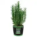 Bild 1 von GARDENLINE Grill- und Cocktailkräuter, Rosmarin