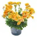 Bild 1 von Lewisia „Porzellanröschen“