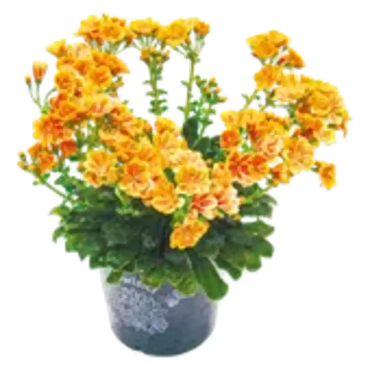 Bild 1 von Lewisia „Porzellanröschen“