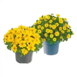 Bidens oder Sanvitalia