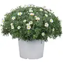 Bild 2 von Strauchmargerite frutescens Argyranthemum