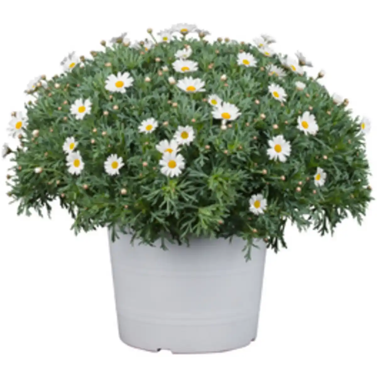 Bild 2 von Strauchmargerite frutescens Argyranthemum