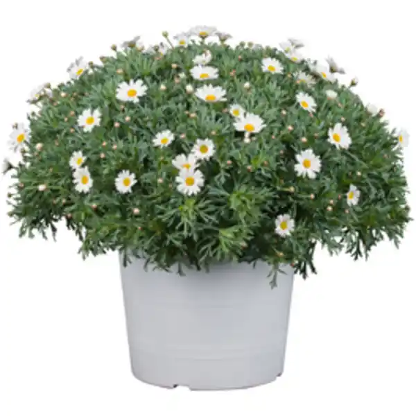Bild 2 von Strauchmargerite frutescens Argyranthemum