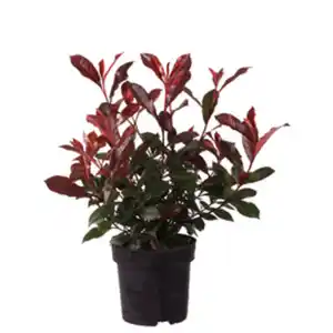 Mispel, Photinia fraseri C 2,8, Carre Rouge