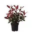 Bild 1 von Mispel, Photinia fraseri C 2,8, Carre Rouge