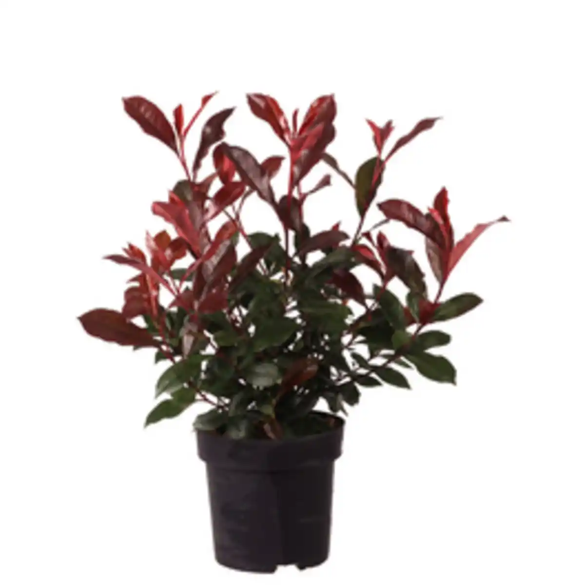 Bild 1 von Mispel, Photinia fraseri C 2,8, Carre Rouge