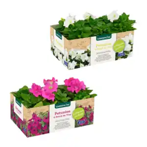 GARDENLINE Beet- / Balkon- / Kübelpflanzen