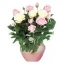 Bild 1 von Topfrosen Trio