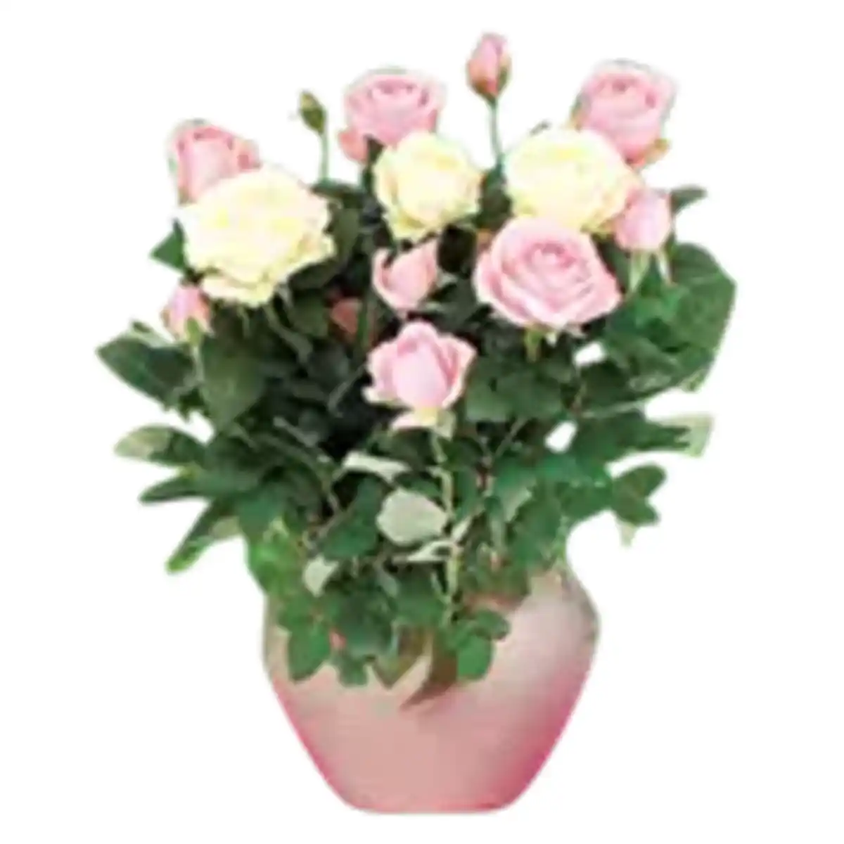 Bild 1 von Topfrosen Trio