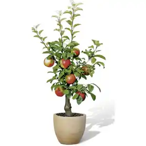 Naturtalent by toom® Bio Zwerg-Apfel 23 cm Topf