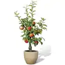 Bild 1 von Naturtalent by toom® Bio Zwerg-Apfel 23 cm Topf