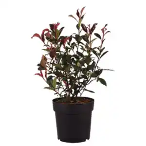 Gartenkrone Glanzmispel Photinia fraseri »Red Select«
