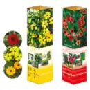 Bild 1 von Thunbergia