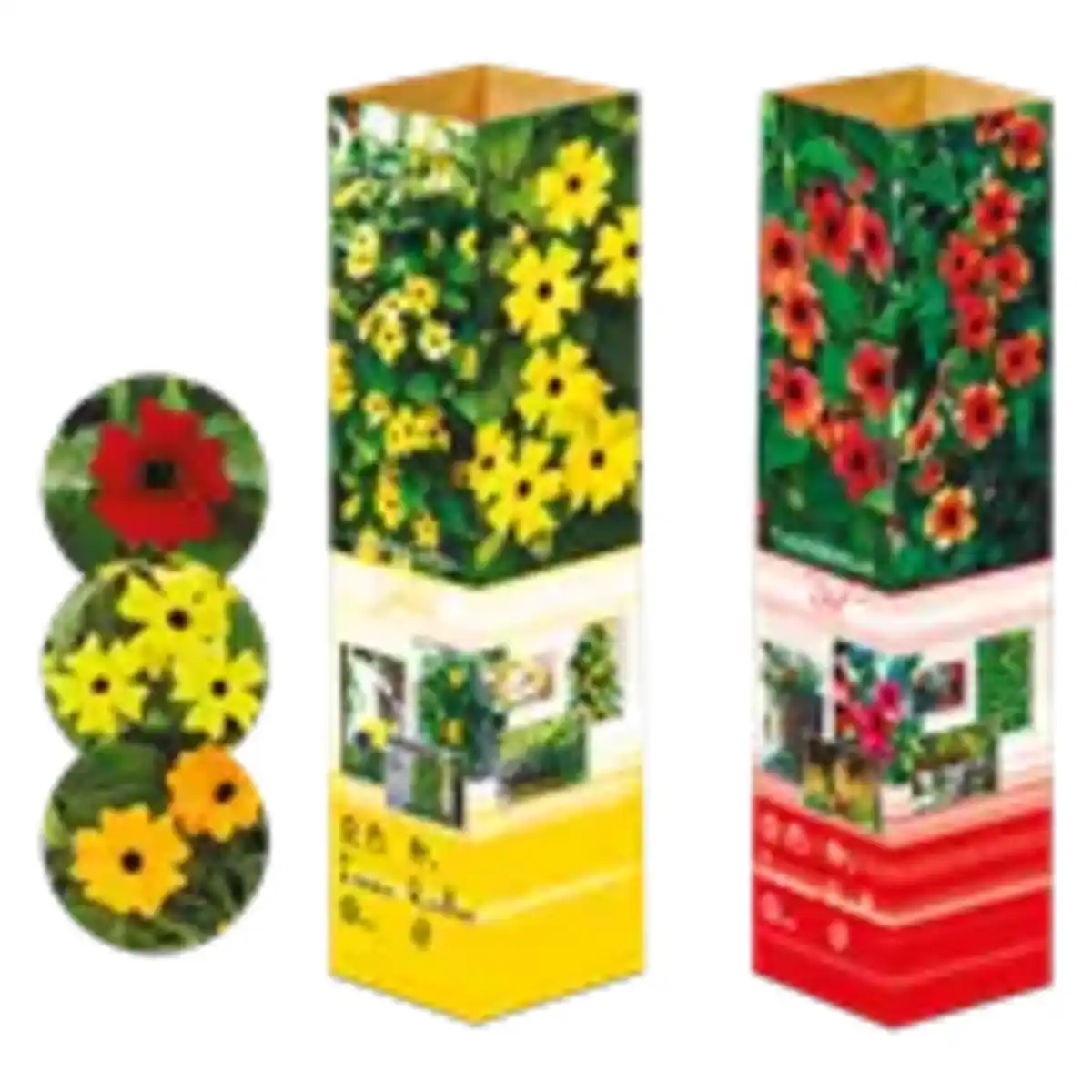 Bild 1 von Thunbergia