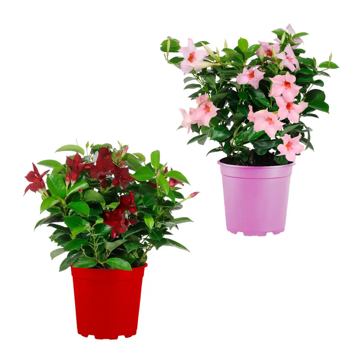 Bild 1 von GARDENLINE Dipladenia-Busch