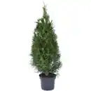 Bild 3 von Gartenkrone Lebensbaum, Thuja occidentalis »Smaragd«, winterhart
