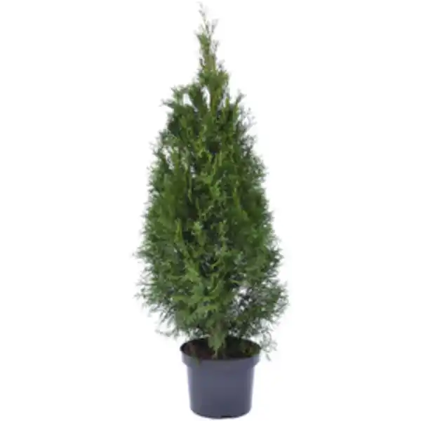 Bild 3 von Gartenkrone Lebensbaum, Thuja occidentalis »Smaragd«, winterhart