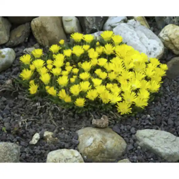 Bild 2 von Mr. GARDENER Lavamulch, Körnung: 8 mm - 16 mm, 20 kg, schwarzgrau