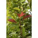 Bild 3 von Gartenkrone Glanzmispel, Photinia fraseri »Red Robin«, weiß, winterhart