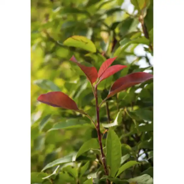 Bild 3 von Gartenkrone Glanzmispel, Photinia fraseri »Red Robin«, weiß, winterhart