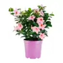 Bild 2 von GARDENLINE Dipladenia-Busch