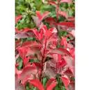 Bild 4 von Gartenkrone Glanzmispel Photinia fraseri »Red Select«