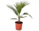 Bild 1 von Zwergpalme Chamaerops Humilis H ca. 60 - 80 cm 20 cm Topf