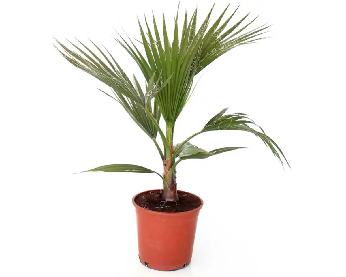 Bild 1 von Zwergpalme Chamaerops Humilis H ca. 60 - 80 cm 20 cm Topf