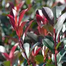 Bild 2 von Gartenkrone Glanzmispel Photinia fraseri »Red Select«