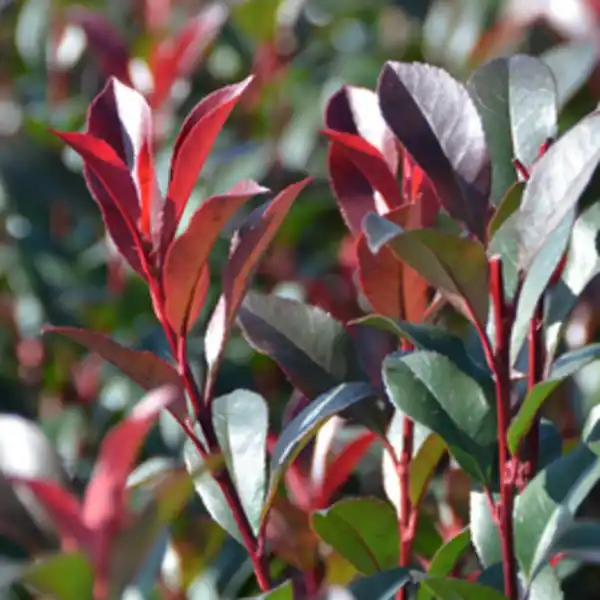 Bild 2 von Gartenkrone Glanzmispel Photinia fraseri »Red Select«