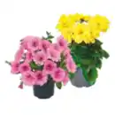 Bild 1 von Großblumige Petunie oder Dahlie