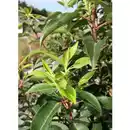 Bild 2 von Gartenkrone Portugiesische Lorbeerkirsche, Prunus lusitanica »Angustifolia«, Blätter: grün, Blüten: weiß